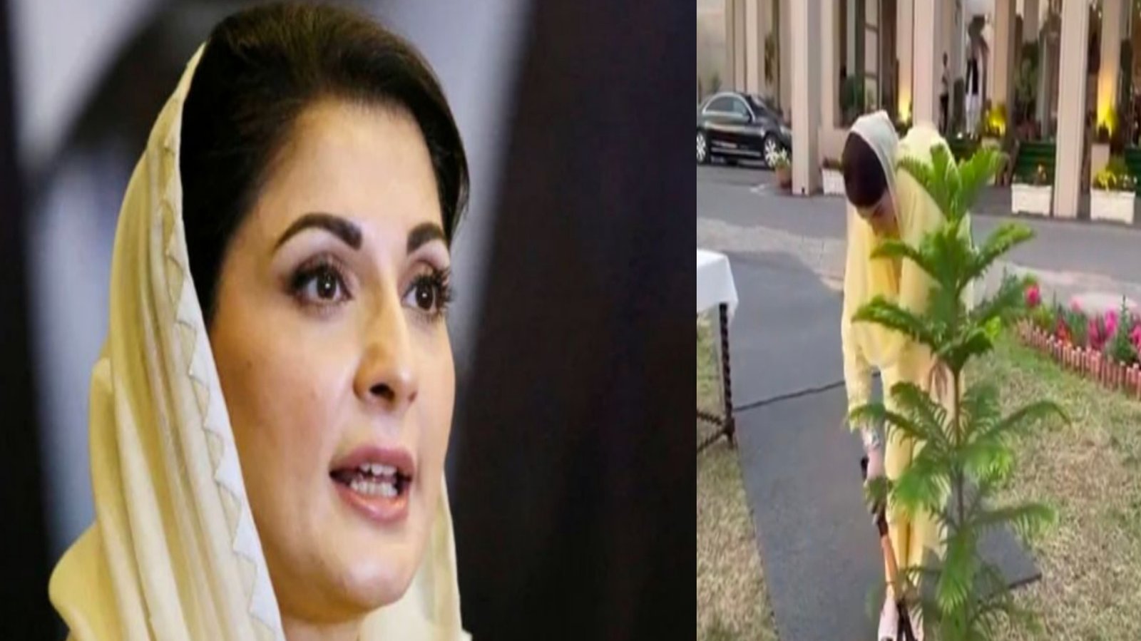 مریم نواز نےمہم کے سلسلے میں پودا لگایا۔