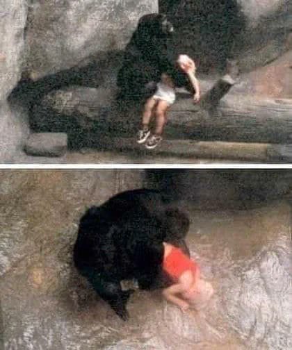 A loving gorilla who saved kid's life